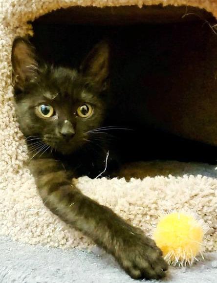 Enlarge Taylor Otto, a Adoptable mixed breed in Orlando, FL image 3/4