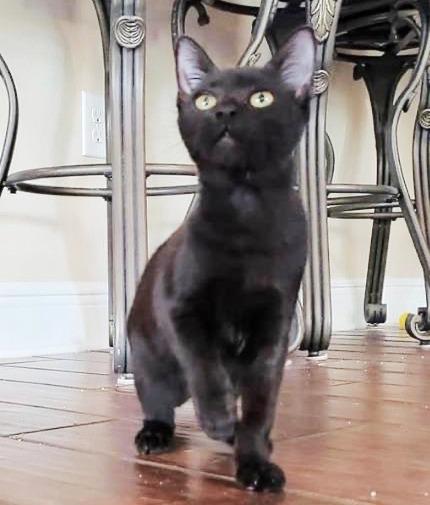 Enlarge Taylor Otto, a Adoptable mixed breed in Orlando, FL image 3/4