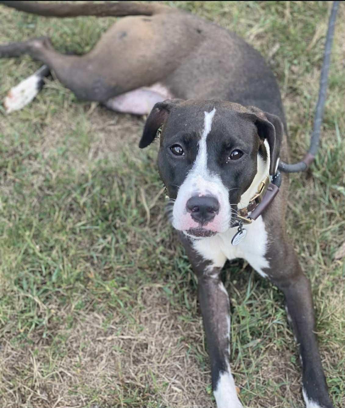 Enlarge River, a Adoptable Terrier in Sunderland, MD image 3/5