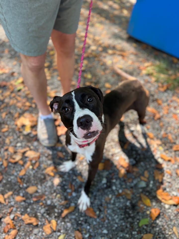 Enlarge River, a Adoptable Terrier in Sunderland, MD image 4/5