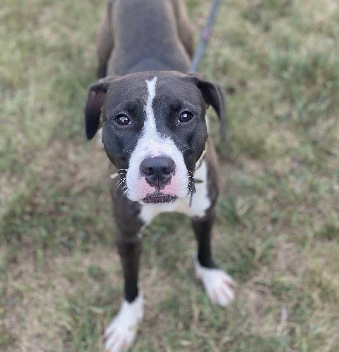 Enlarge River, a Adoptable Terrier in Sunderland, MD image 5/5
