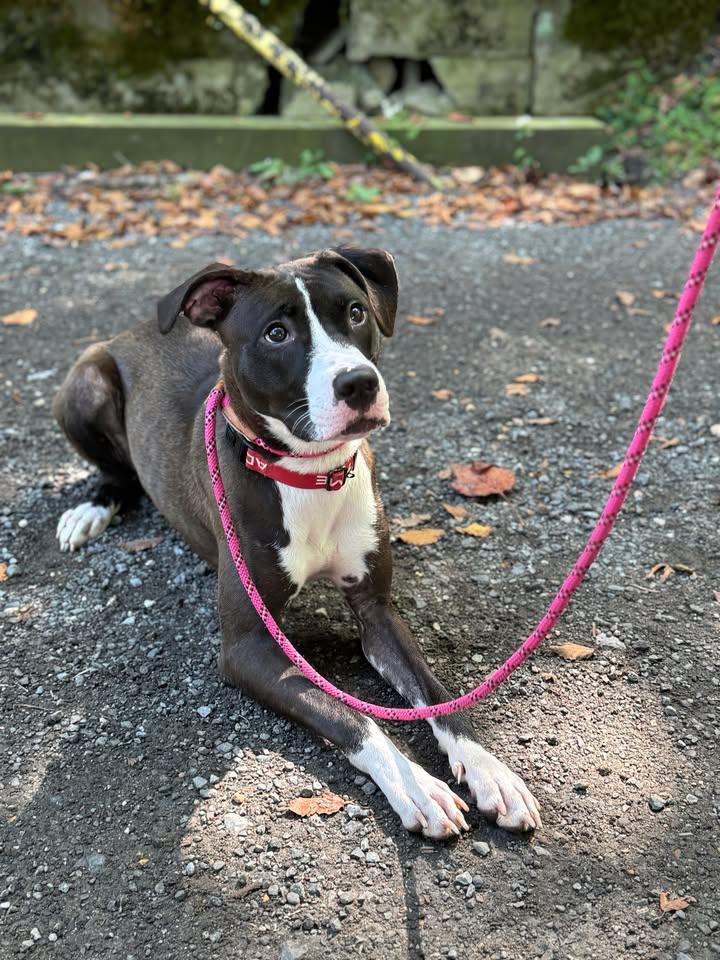 Enlarge River, a Adoptable Terrier in Sunderland, MD image 2/5