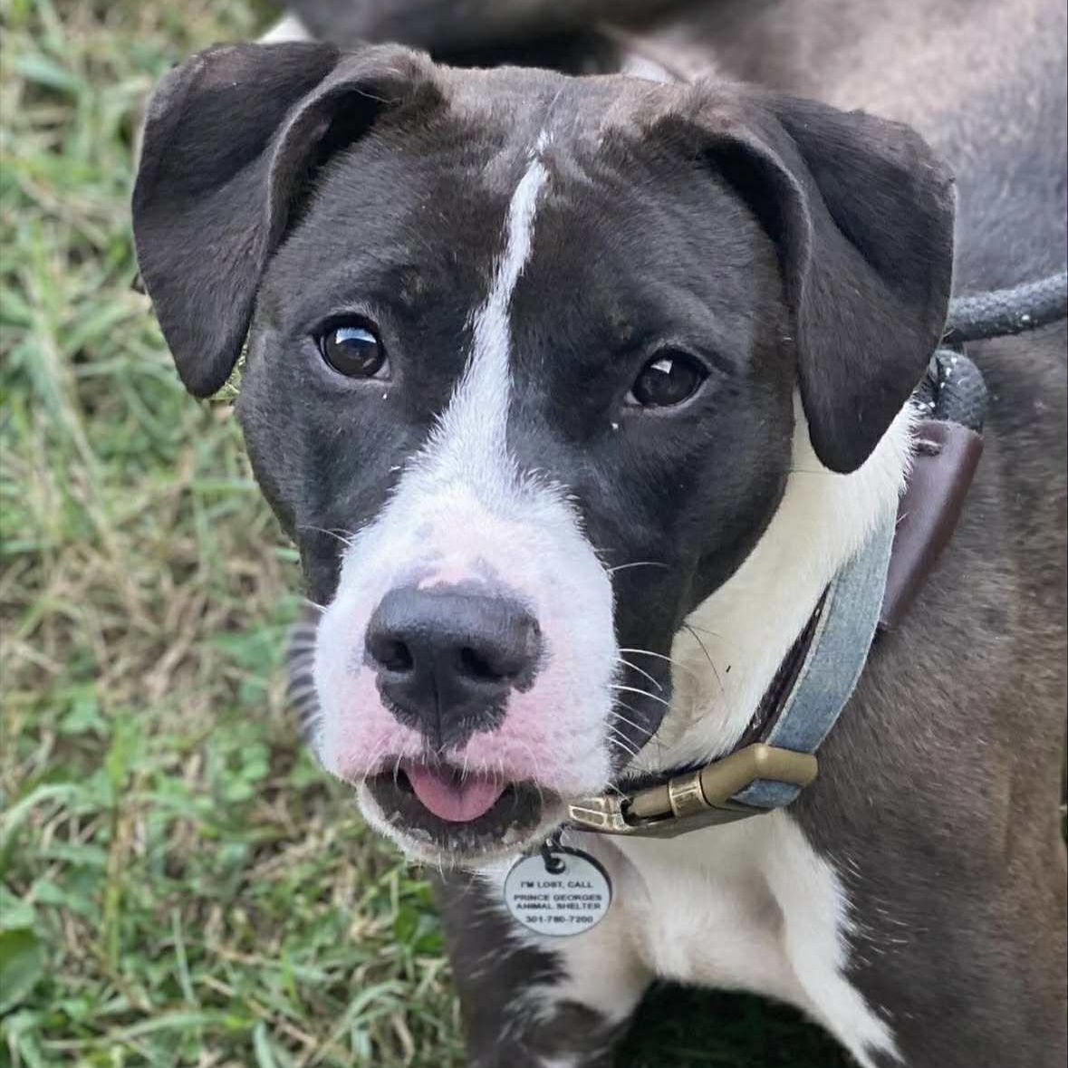 River, Adoptable, Adult Female Terrier.