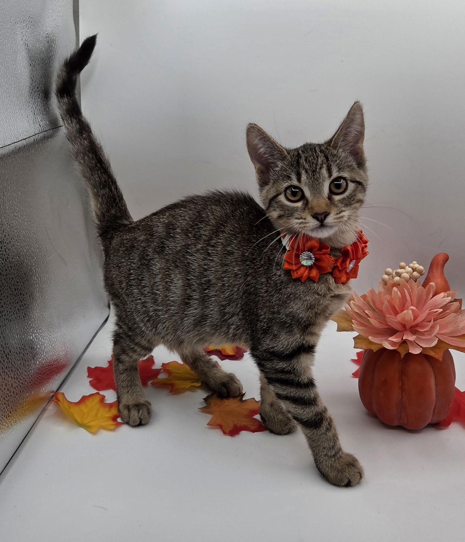 Mott, Adoptable, Kitten Female Domestic Short Hair & Tabby.