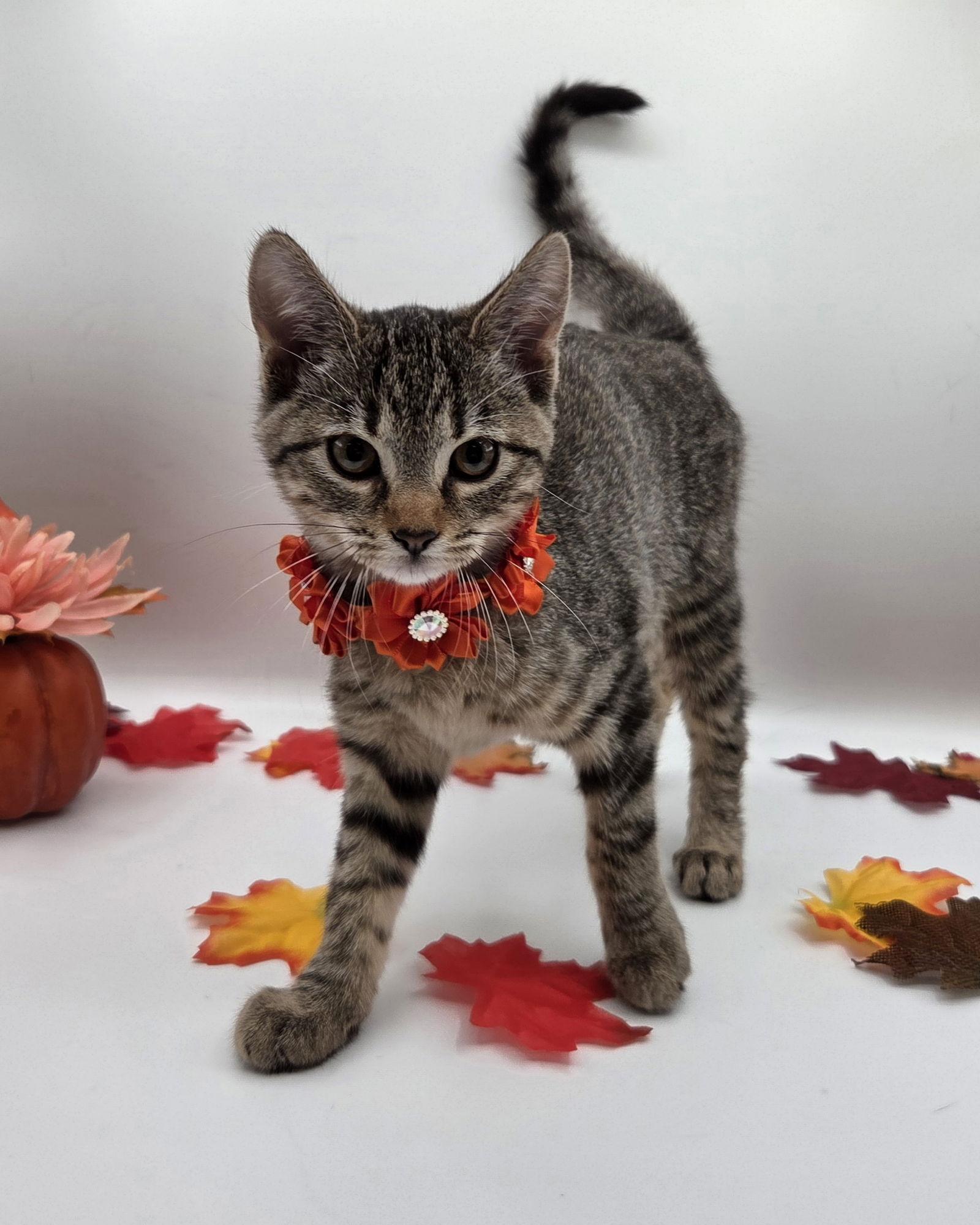 Enlarge Mott, a Adoptable mixed breed in Attalla, AL image 3/3