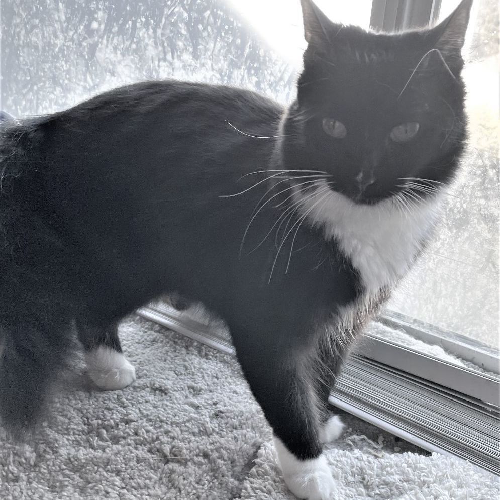 Enlarge Friskey, a Adoptable mixed breed in Eureka, CA image 2/4