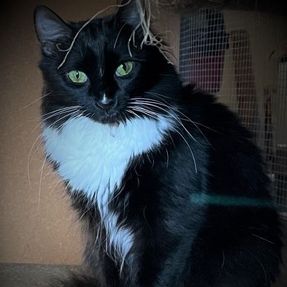 Enlarge Friskey, a Adoptable mixed breed in Eureka, CA image 3/4