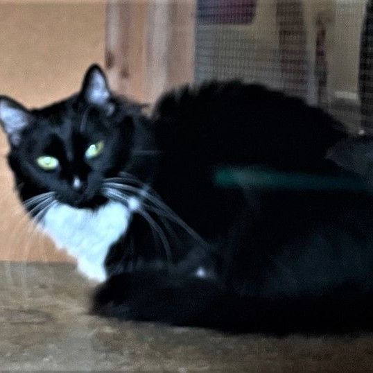 Enlarge Friskey, a Adoptable mixed breed in Eureka, CA image 1/4