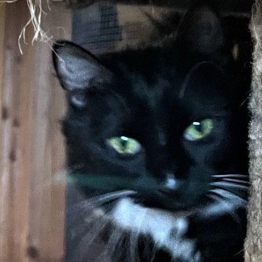 Enlarge Friskey, a Adoptable mixed breed in Eureka, CA image 4/4