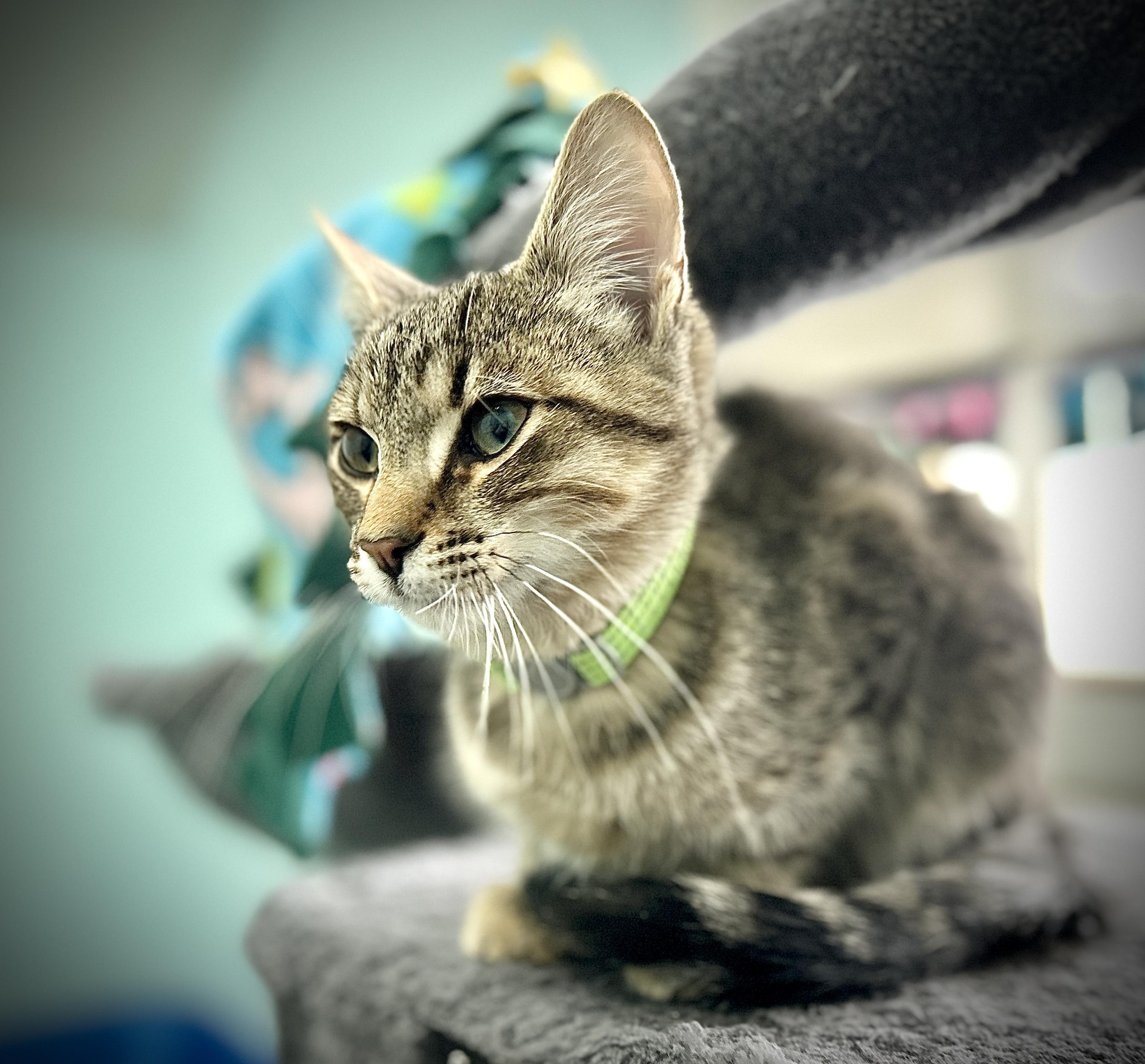 Enlarge Forest, a ADOPTABLE Domestic Short Hair in Guelph, ON image 3/4