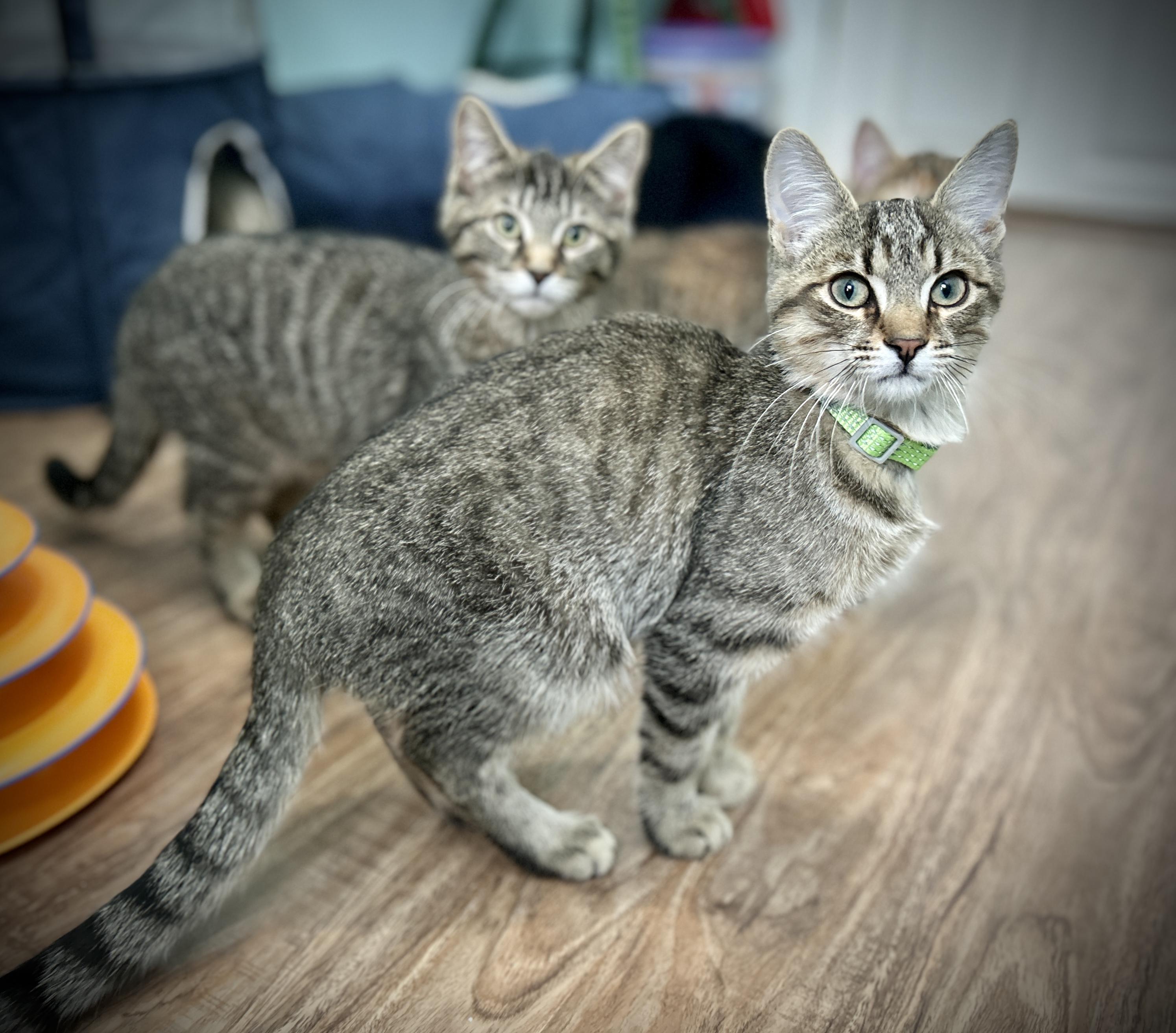 Enlarge Forest, a ADOPTABLE Domestic Short Hair in Guelph, ON image 4/4