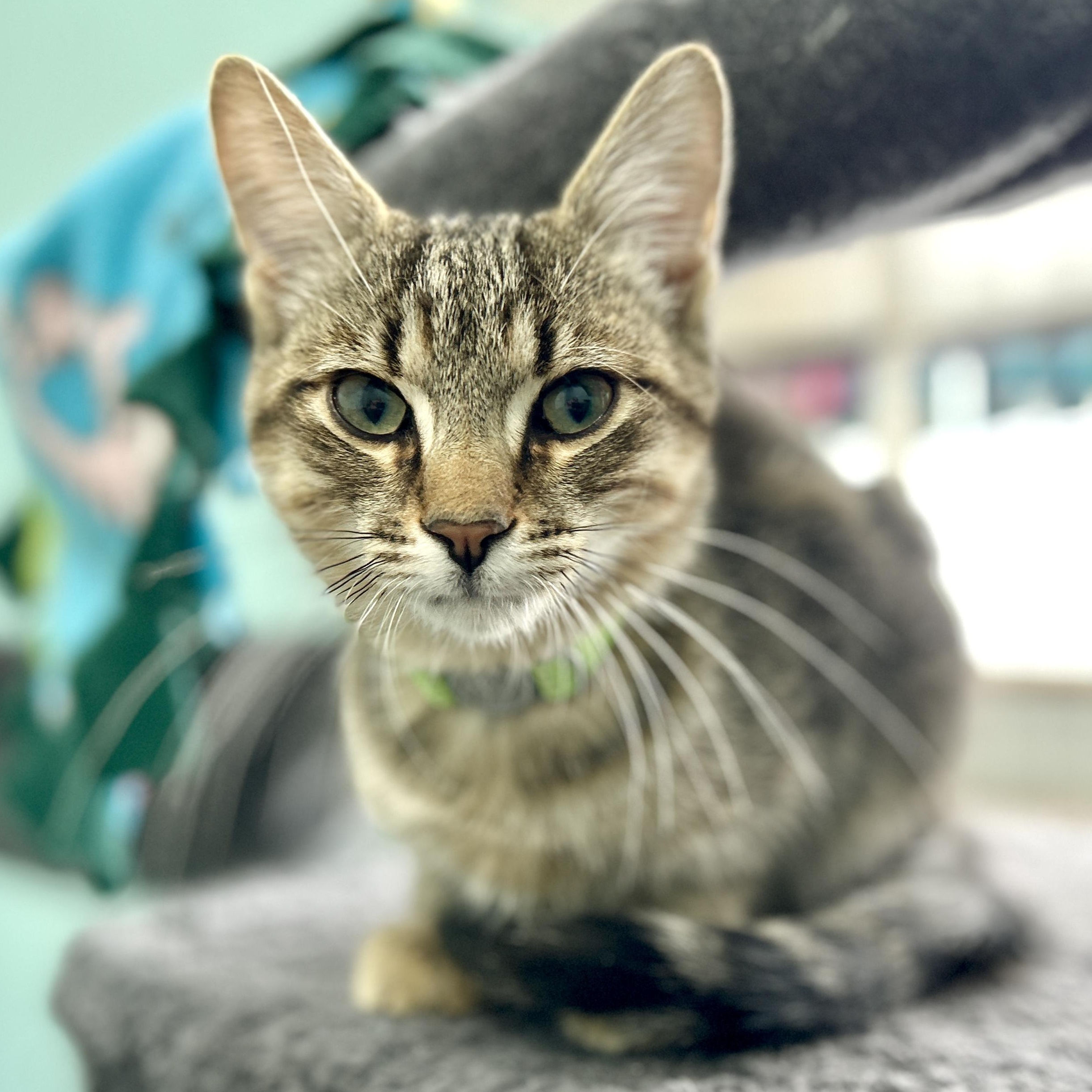 Enlarge Forest, a ADOPTABLE Domestic Short Hair in Guelph, ON image 1/4