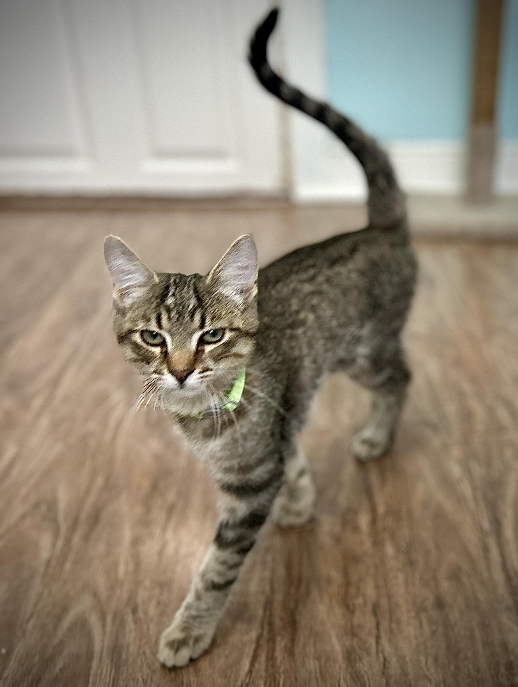 Enlarge Forest, a ADOPTABLE Domestic Short Hair in Guelph, ON image 2/4