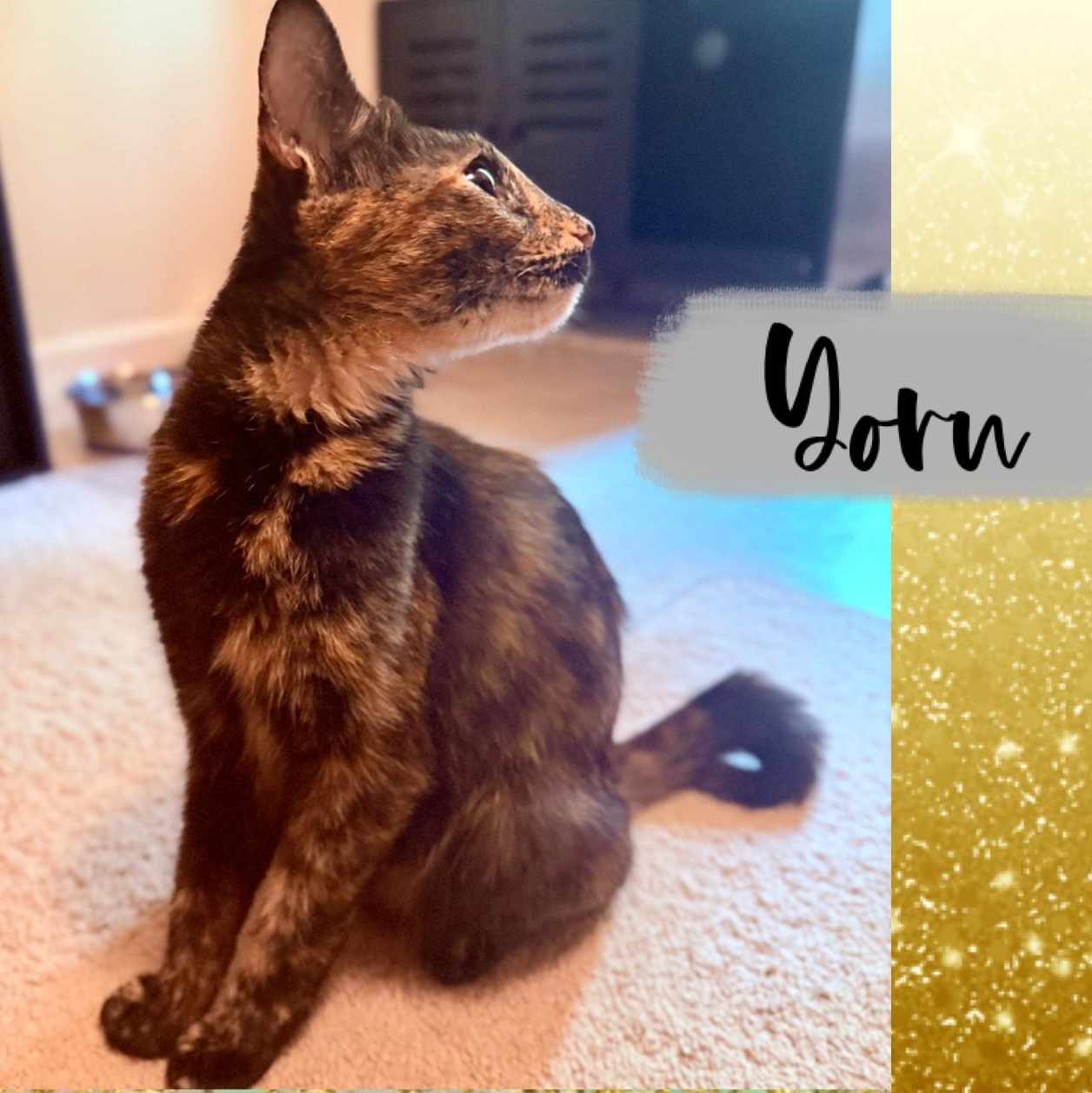 Yoru, Adoptable, Adult Female American Shorthair.