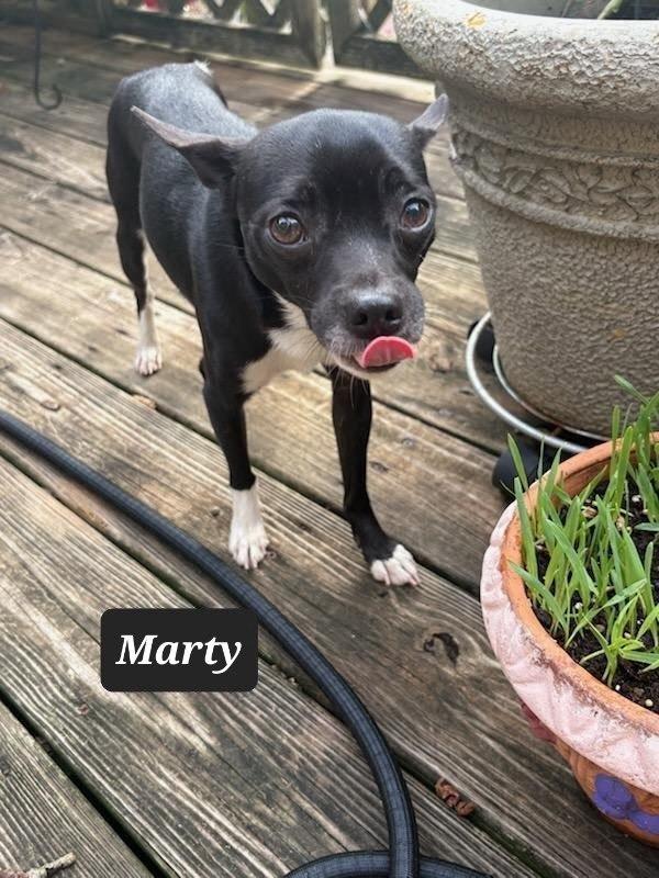Marty, Adoptable, Adult Male Chihuahua.