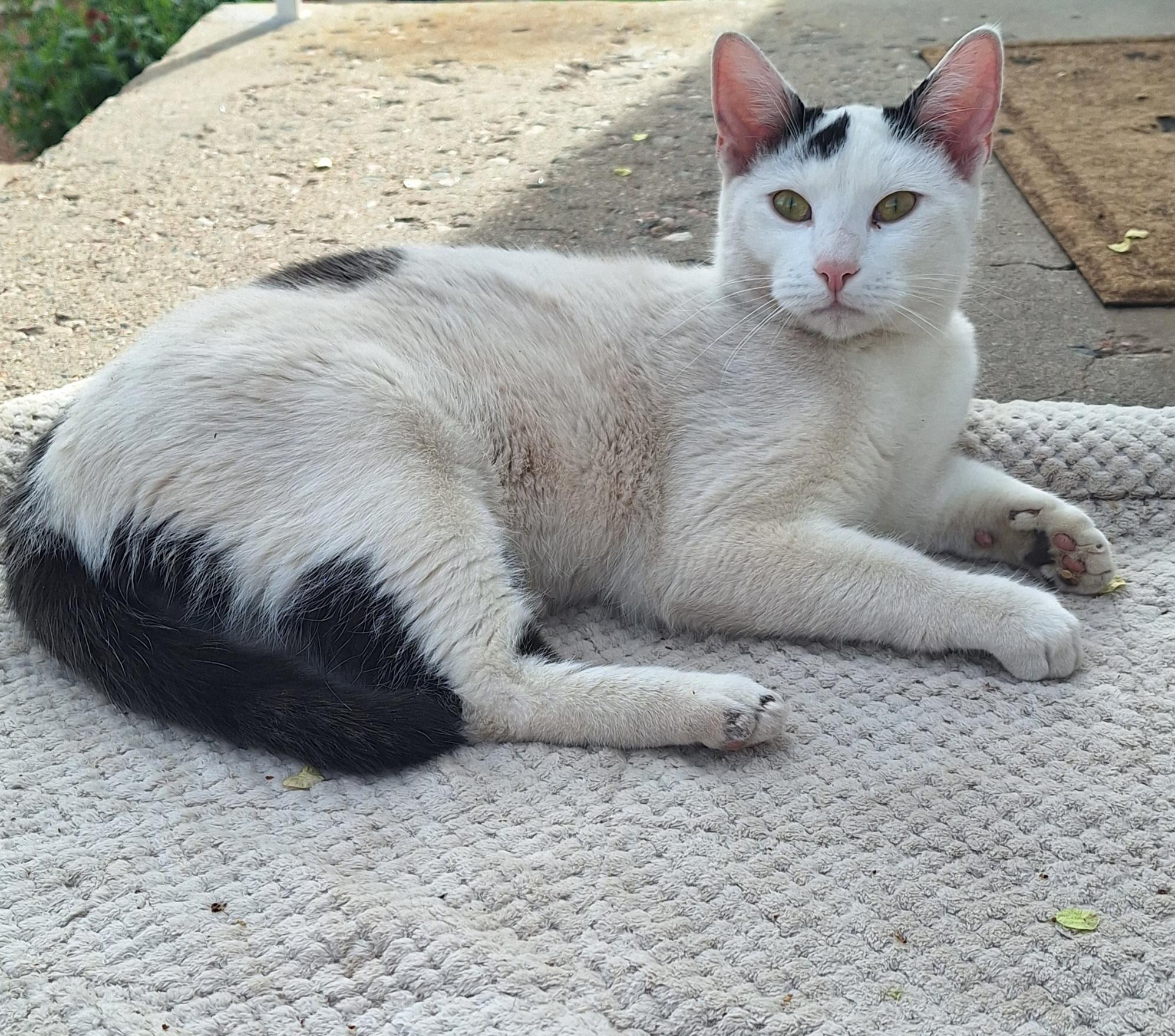 Toby, adoptable, Kitten Male American Shorthair.