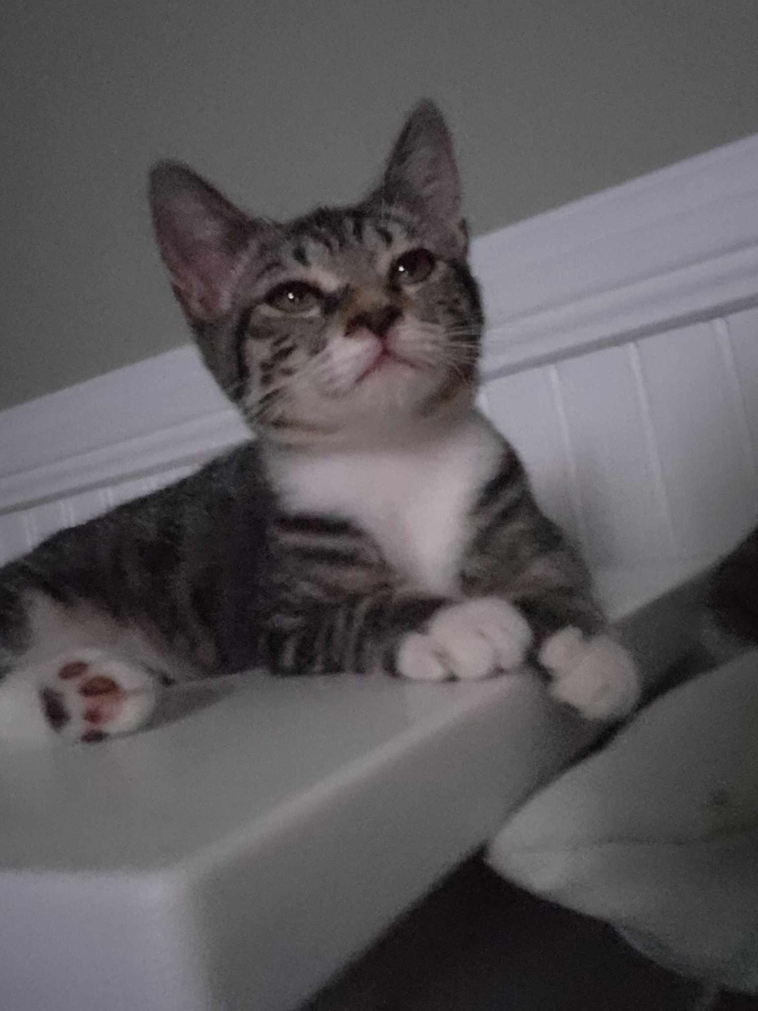 Enlarge Marie, a Adoptable Domestic Short Hair in Charleston, SC image 1/1