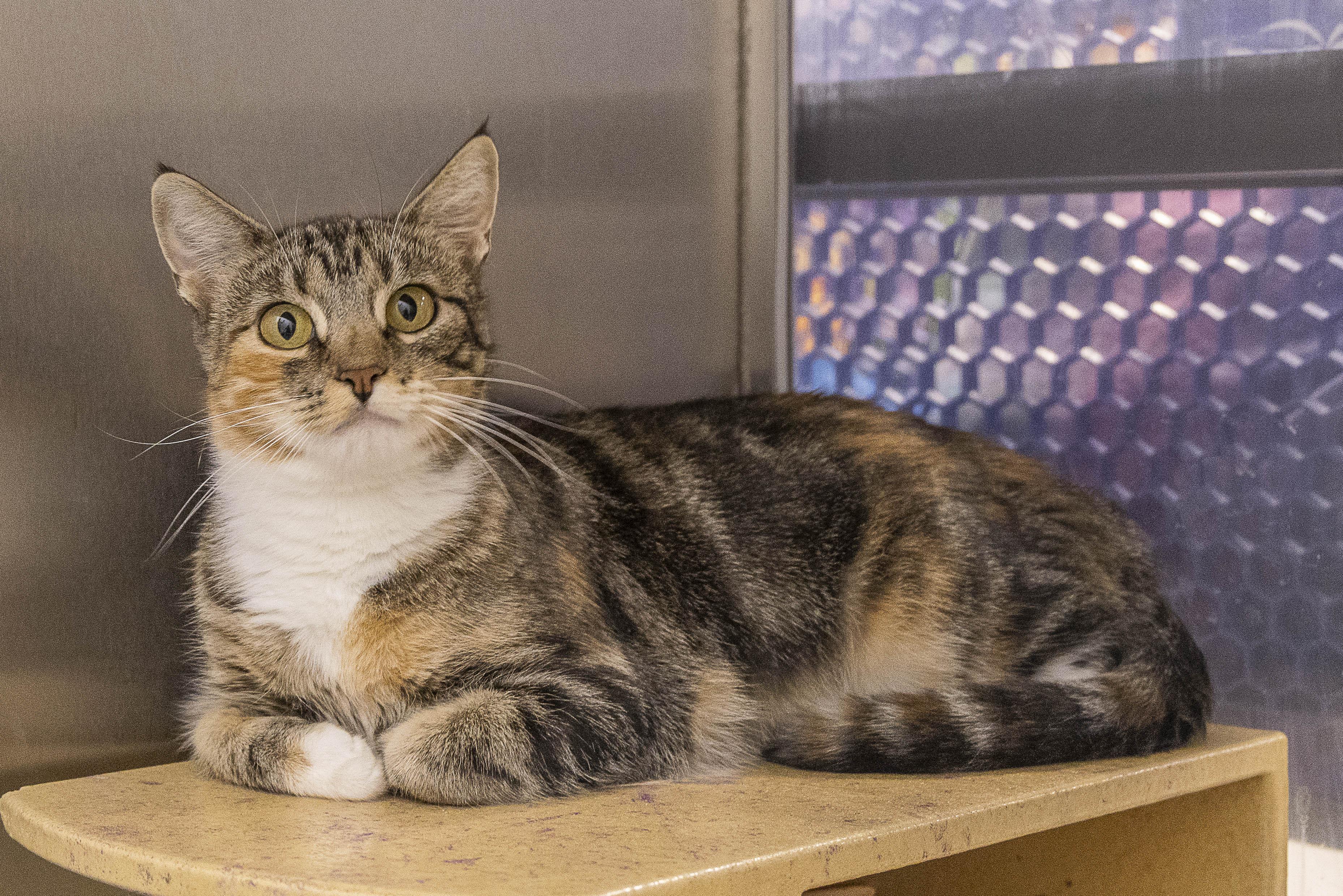Iris, Adopted, Young Female Tabby.