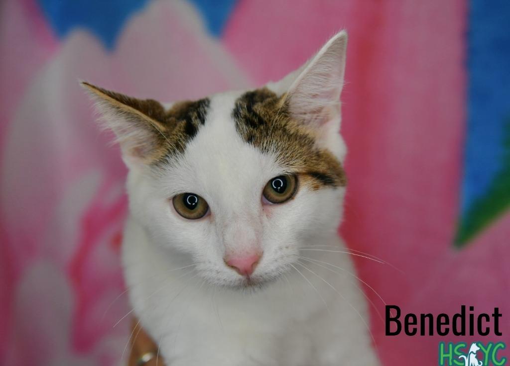 Benedict, Adoptable, Kitten Male Domestic Short Hair.
