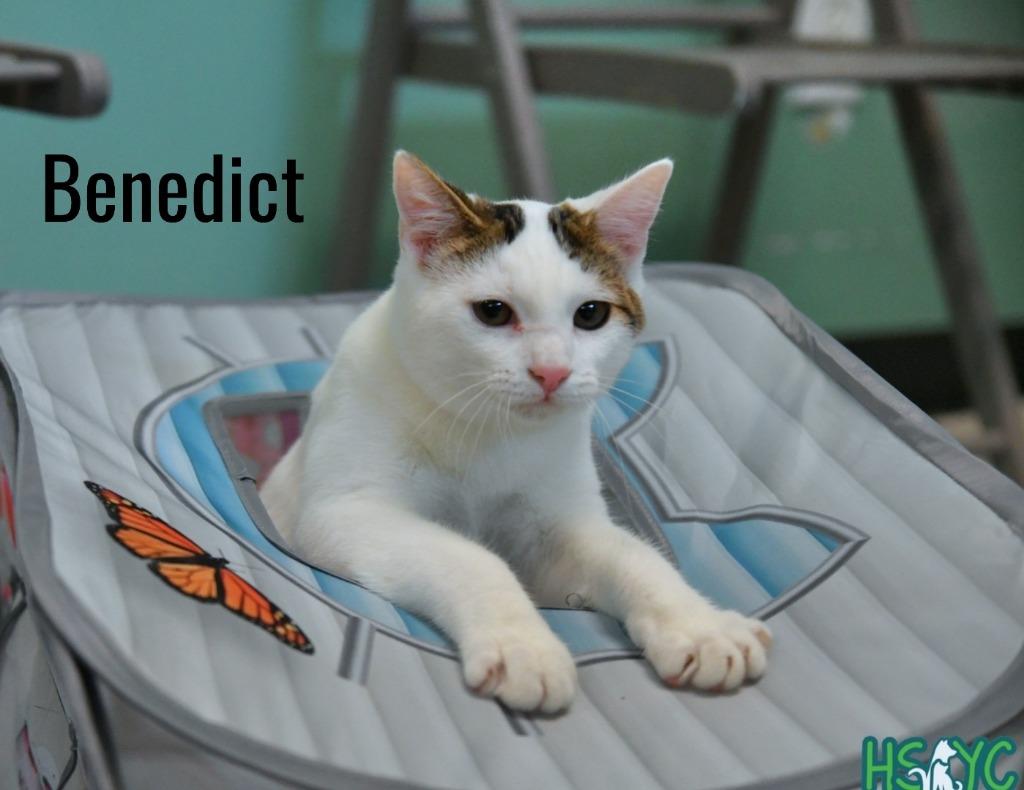 Enlarge Benedict, a Adoptable mixed breed in Fort Mill, SC image 2/2