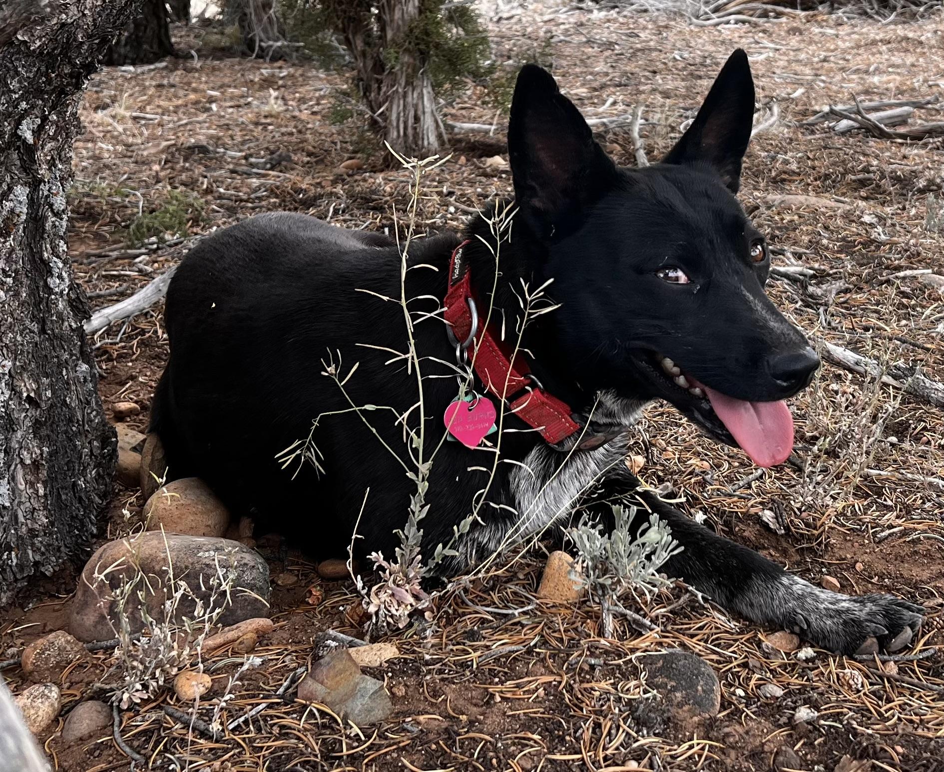 Enlarge Zelda, a Adoptable mixed breed in Flagstaff, AZ image 2/3
