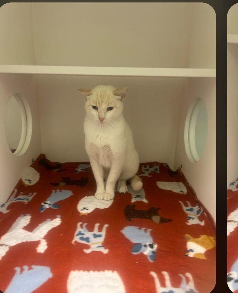 Jasmine4, Adoptable, Adult Female Domestic Medium Hair.