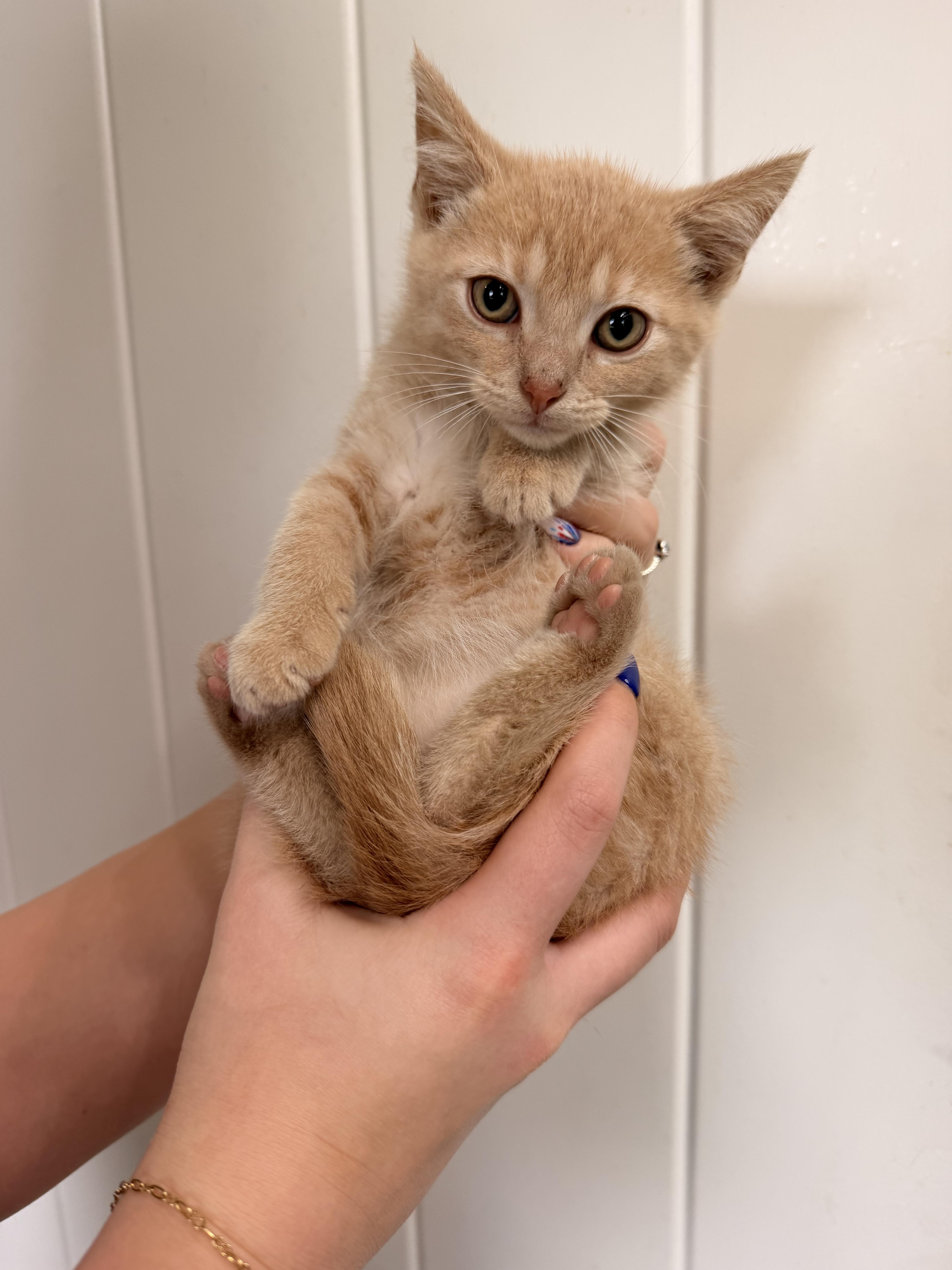 Enlarge Clover, a ADOPTABLE Domestic Short Hair in Louisville, KY image 2/3