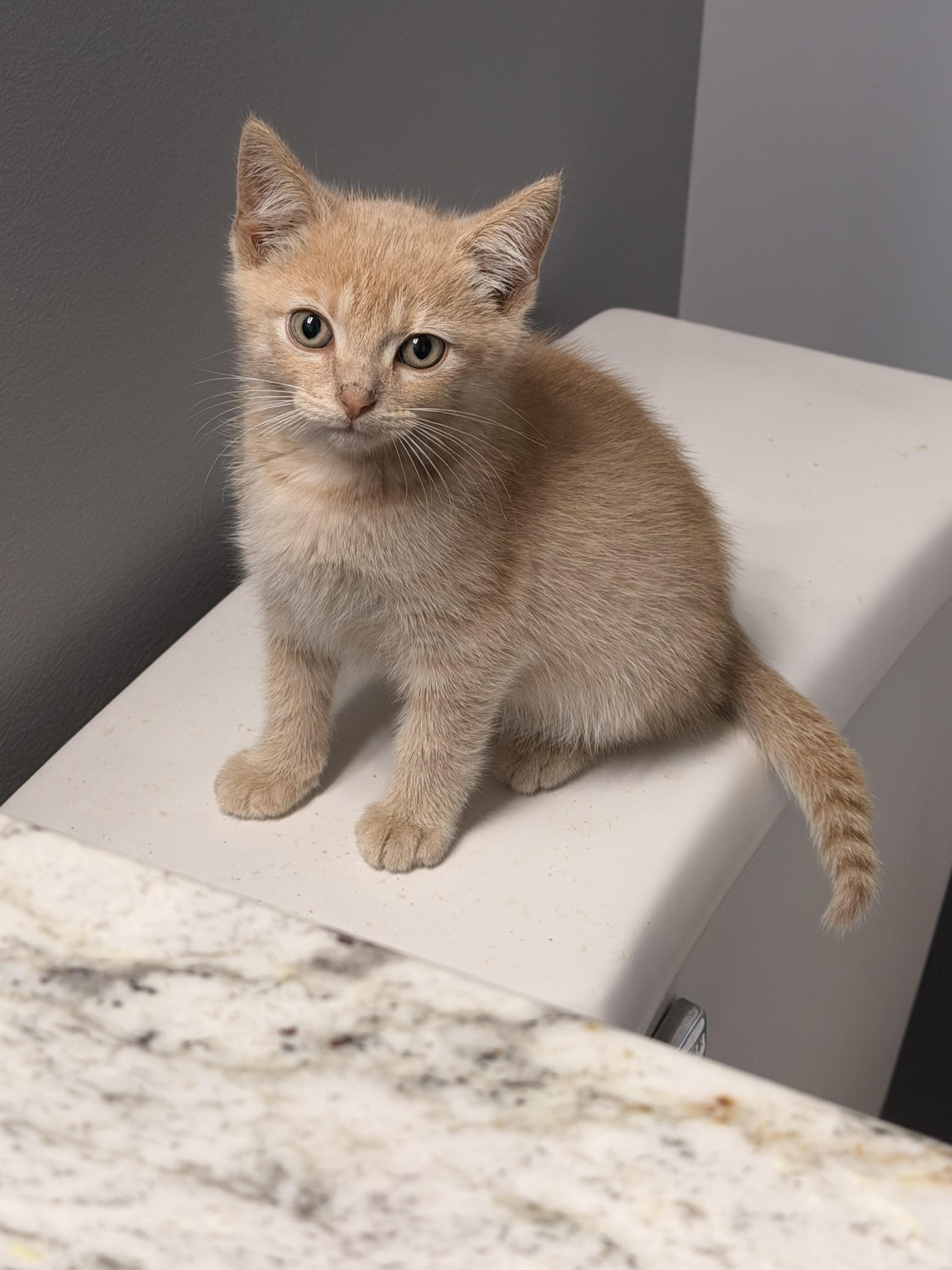 Enlarge Clover, a ADOPTABLE Domestic Short Hair in Louisville, KY image 1/3