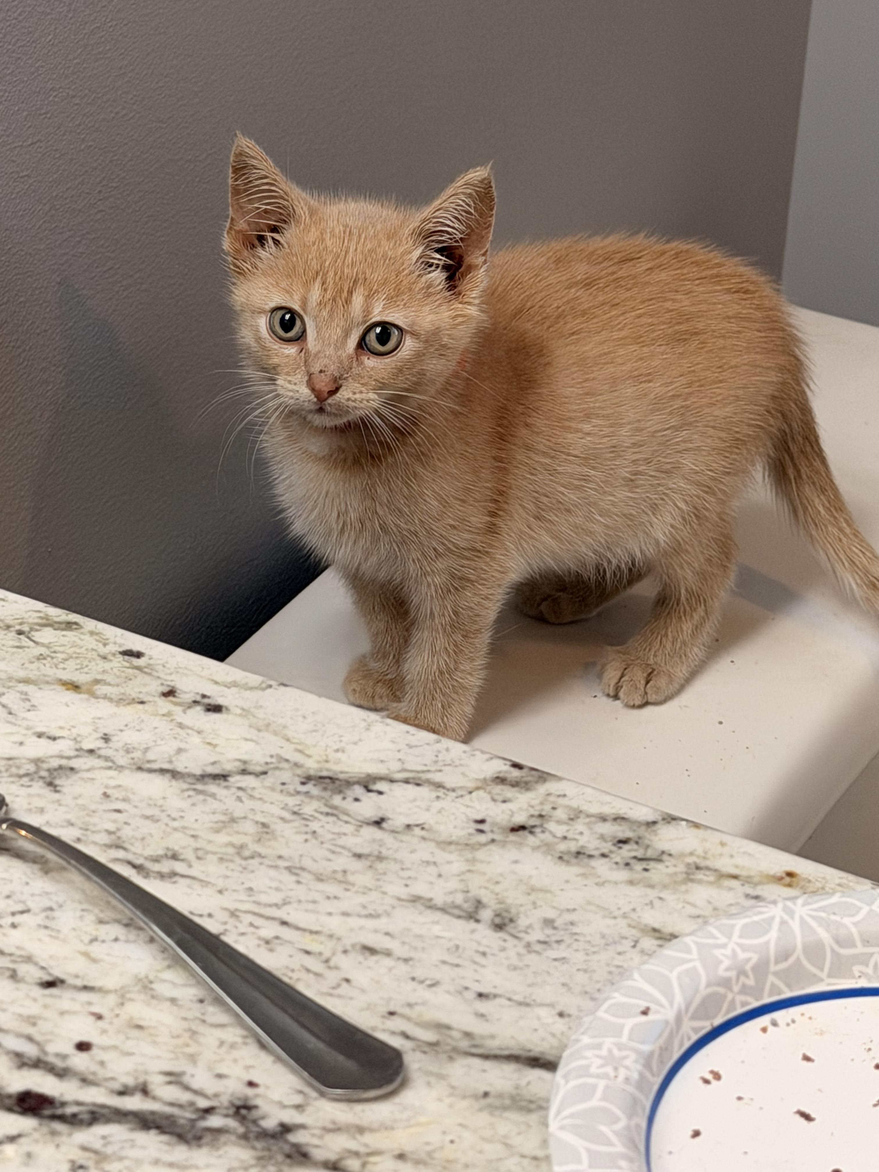 Enlarge Clover, a ADOPTABLE Domestic Short Hair in Louisville, KY image 3/3