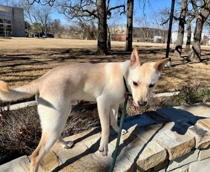 Enlarge Togo, a ADOPTABLE Mixed Breed in Saratoga Springs, NY image 3/4