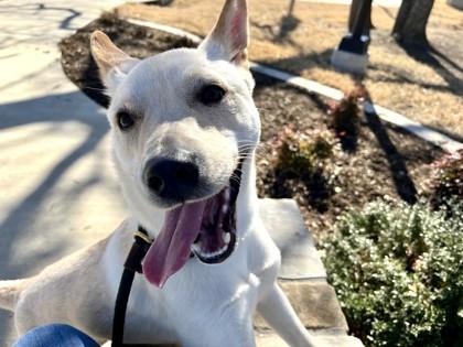 Enlarge Togo, a ADOPTABLE Mixed Breed in Saratoga Springs, NY image 4/4