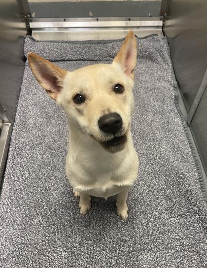 Enlarge Togo, a ADOPTABLE Mixed Breed in Saratoga Springs, NY image 2/4