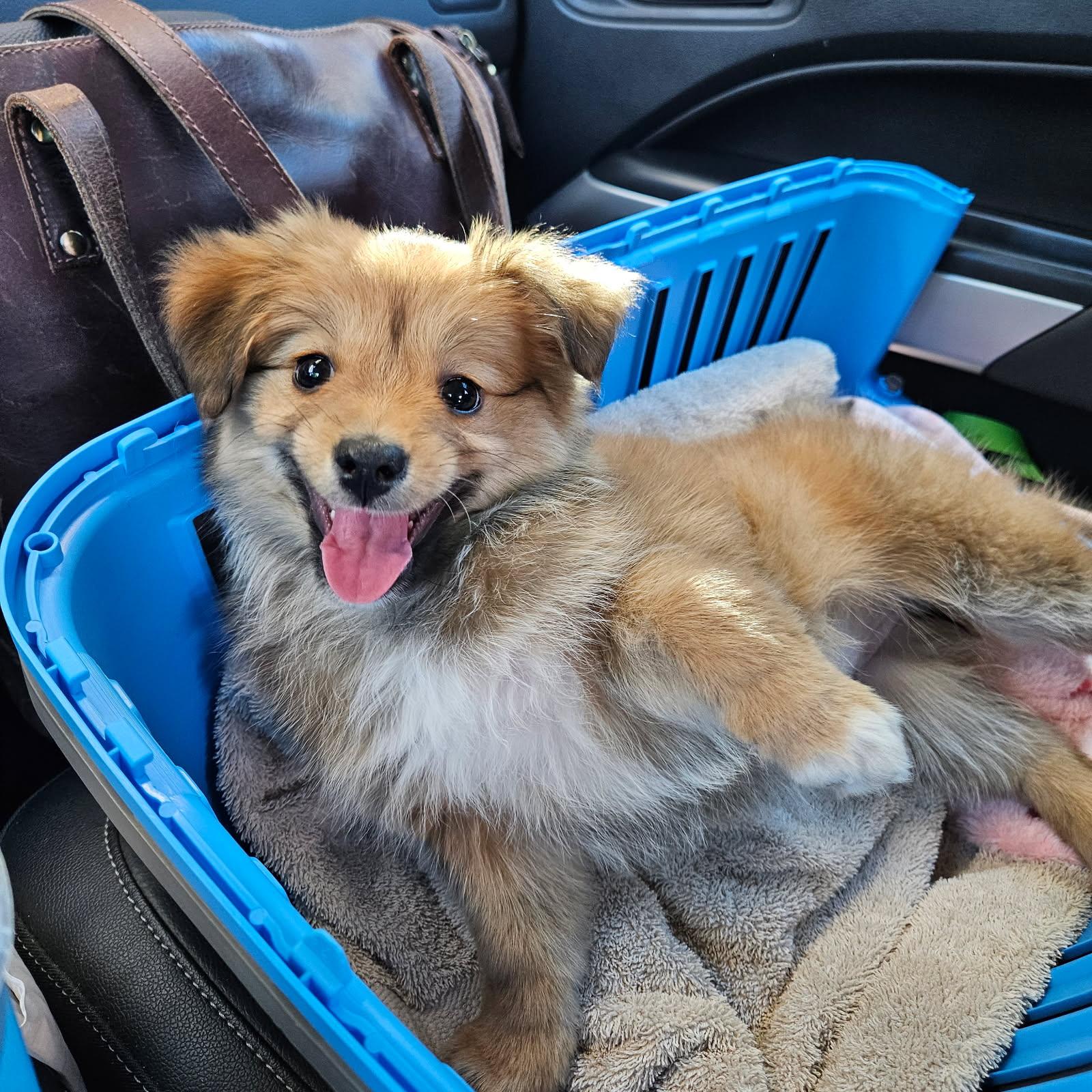 Blossom, an adopted mixed breed in clayton , CA image 1/2