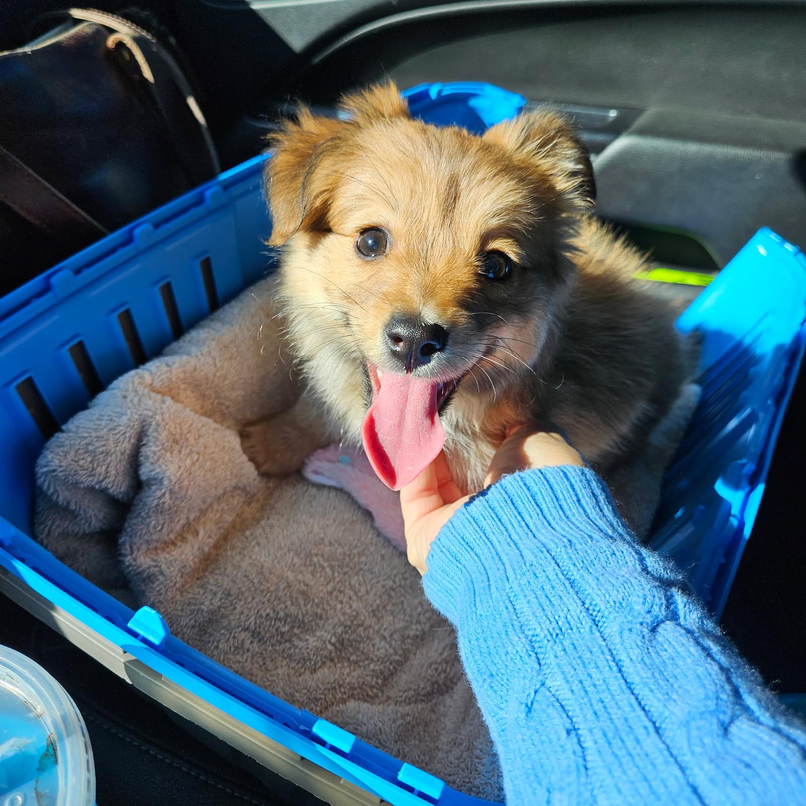 Blossom, an adopted mixed breed in clayton , CA image 2/2