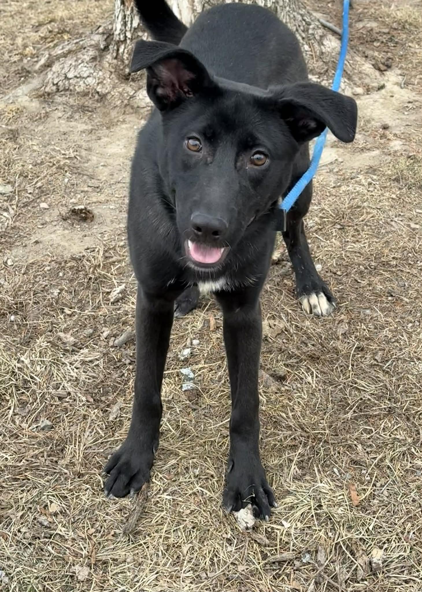 Enlarge Luna (in a FOSTER home), a ADOPTABLE mixed breed in Springfield, IL image 4/5