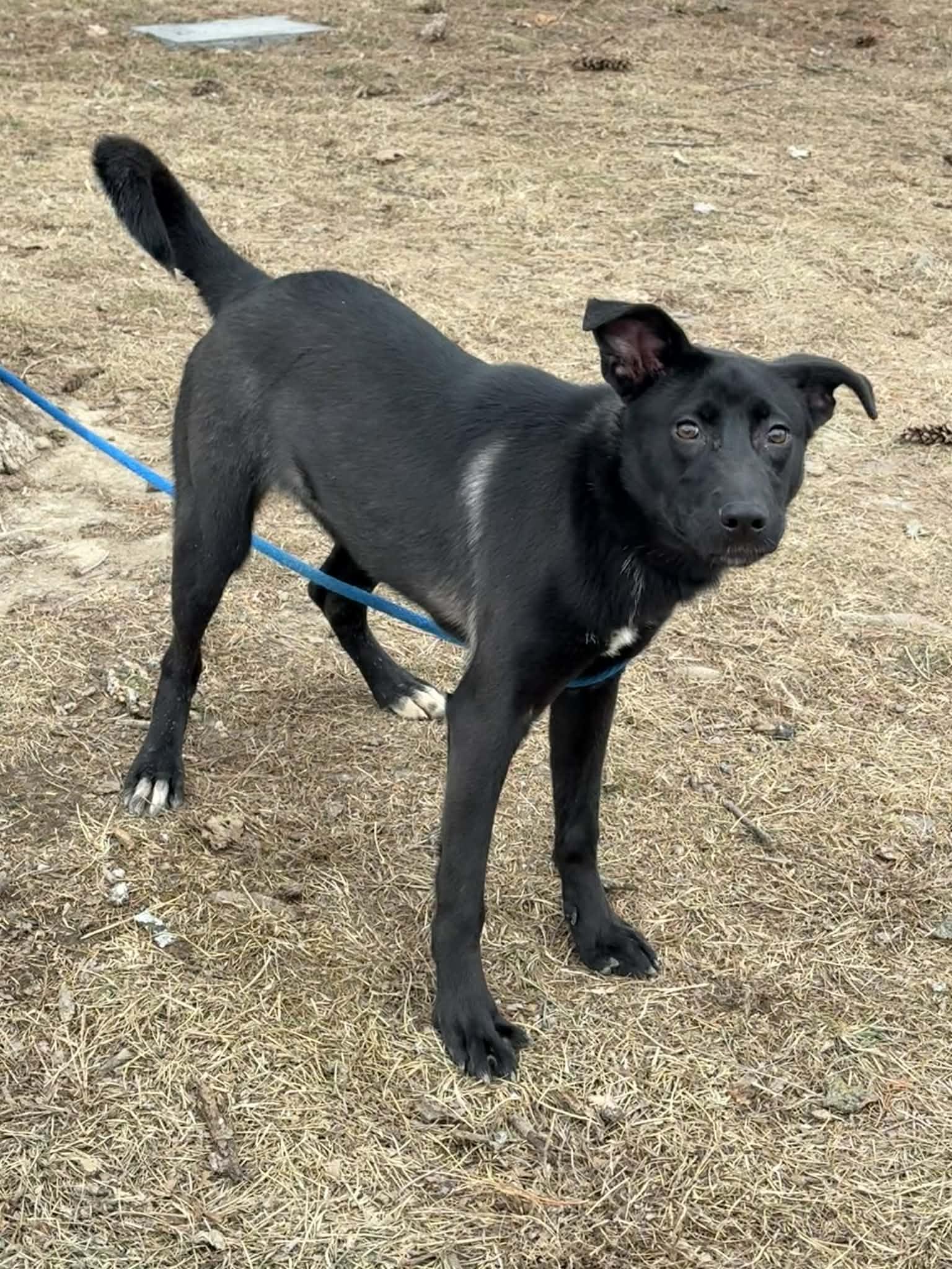 Enlarge Luna (in a FOSTER home), a ADOPTABLE mixed breed in Springfield, IL image 3/5