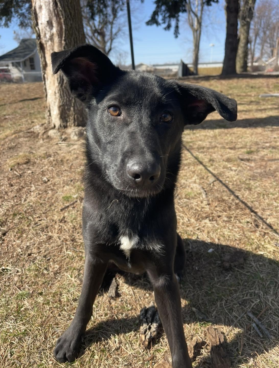 Enlarge Luna (in a FOSTER home), a ADOPTABLE mixed breed in Springfield, IL image 2/5