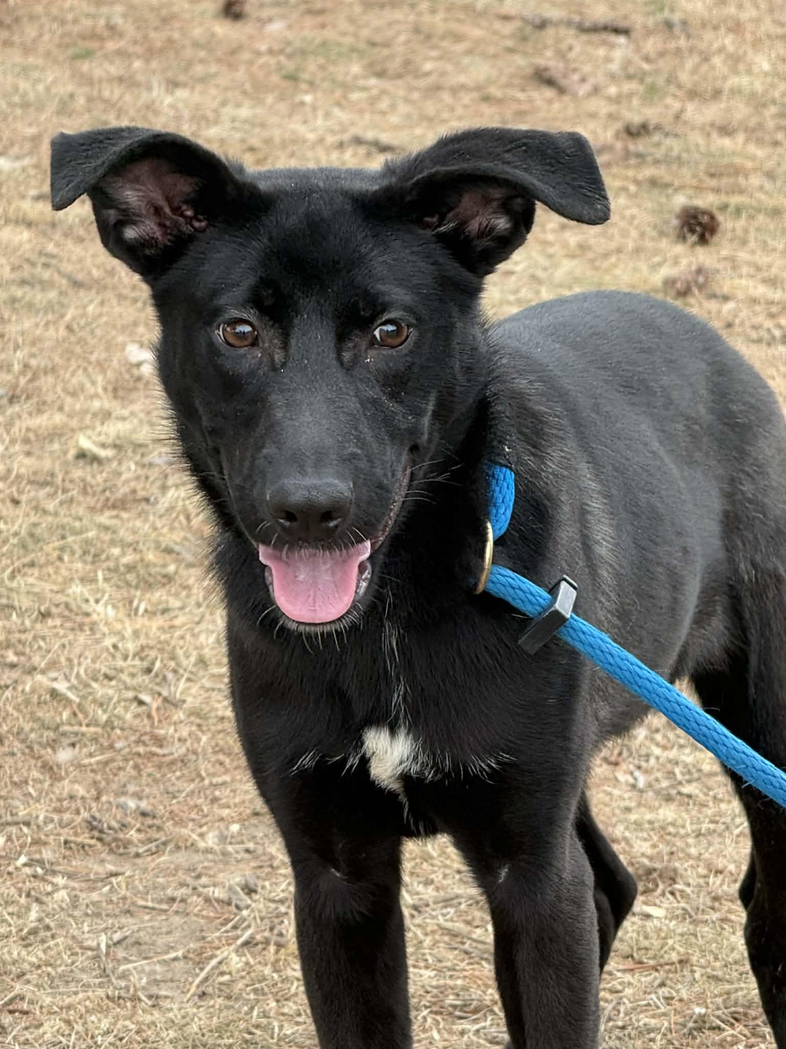 Enlarge Luna (in a FOSTER home), a ADOPTABLE mixed breed in Springfield, IL image 5/5