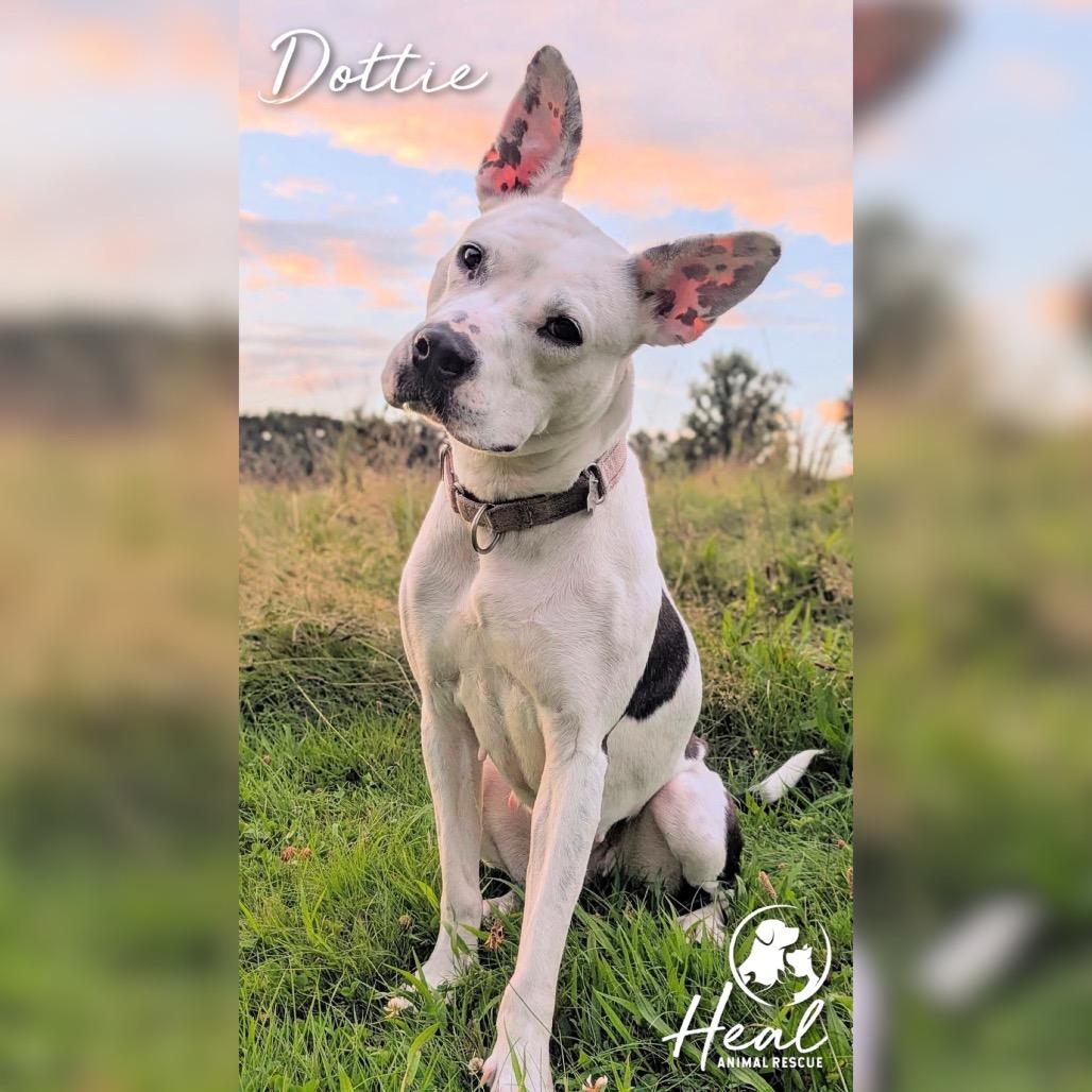 Dottie, Adoptable, Adult Female Pit Bull Terrier.