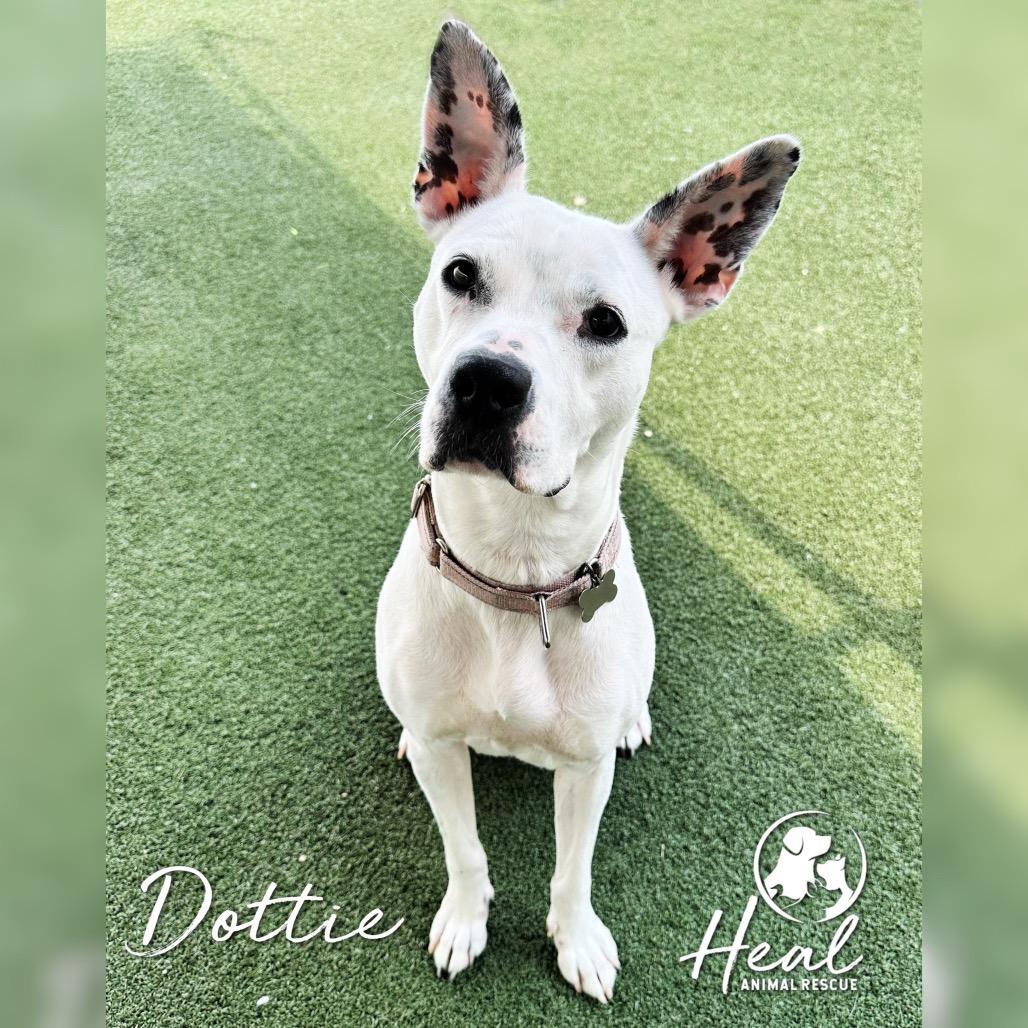 Enlarge Dottie, a Adoptable Pit Bull Terrier in Youngwood, PA image 2/6