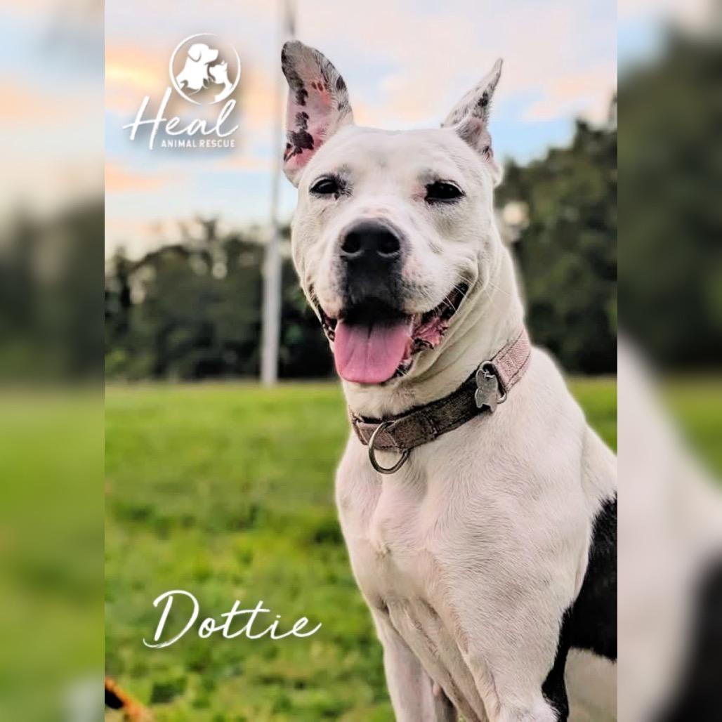 Enlarge Dottie, a Adoptable Pit Bull Terrier in Youngwood, PA image 4/6