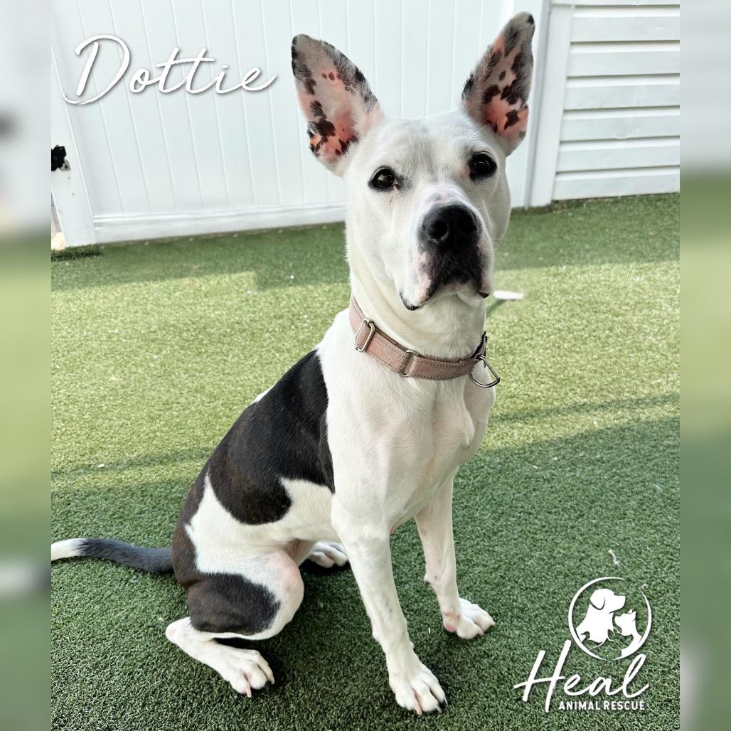 Enlarge Dottie, a Adoptable Pit Bull Terrier in Youngwood, PA image 5/6