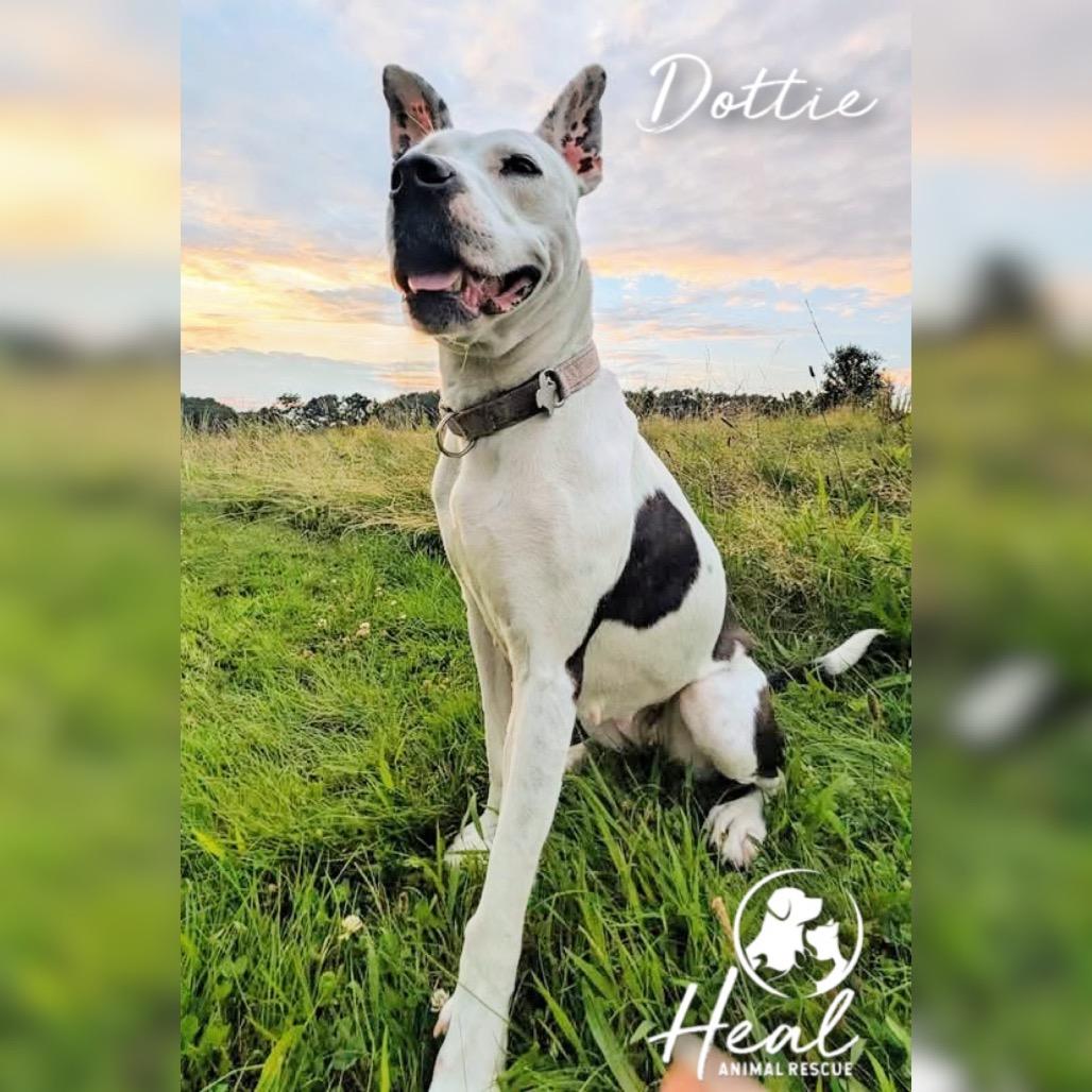Enlarge Dottie, a Adoptable Pit Bull Terrier in Youngwood, PA image 6/6