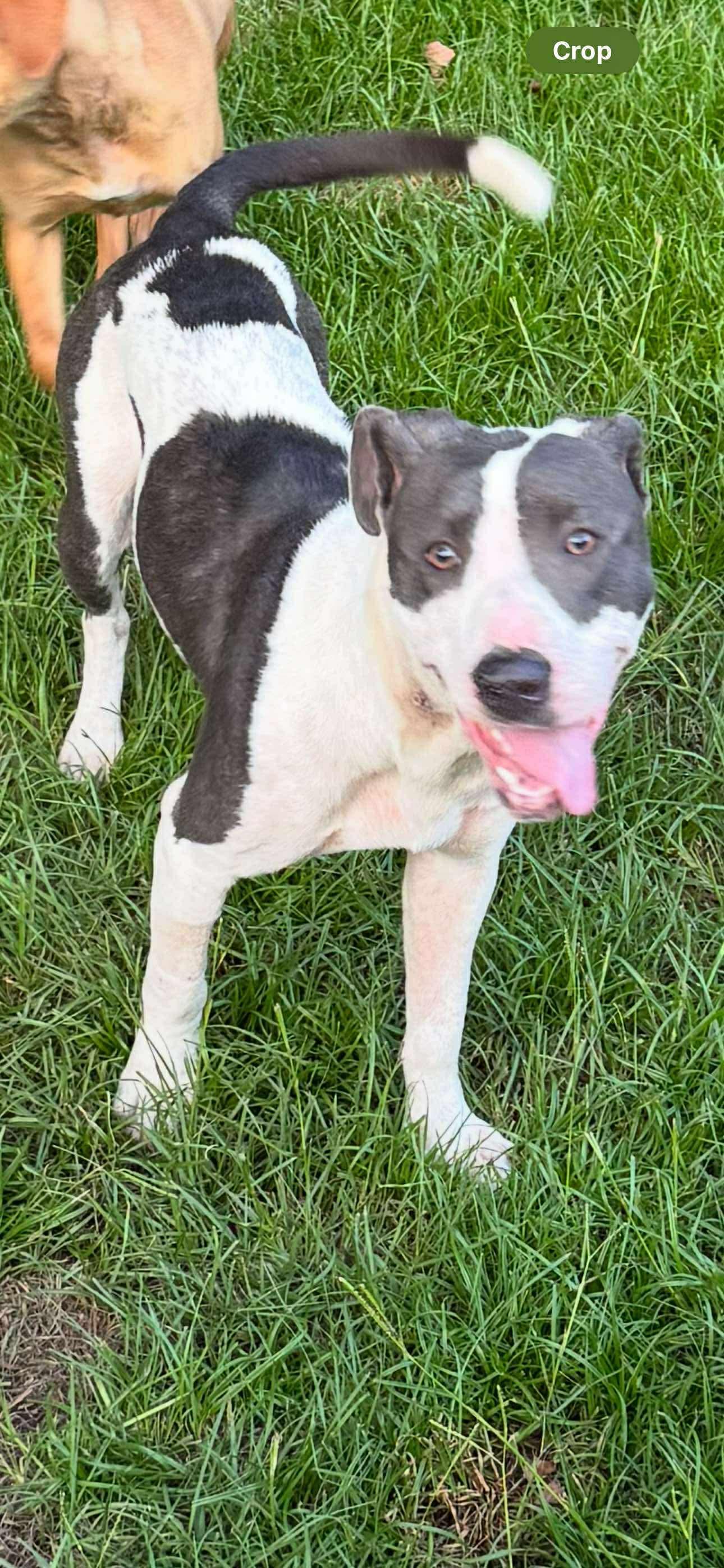 VIVA, Adoptable, Adult Female American Bully.