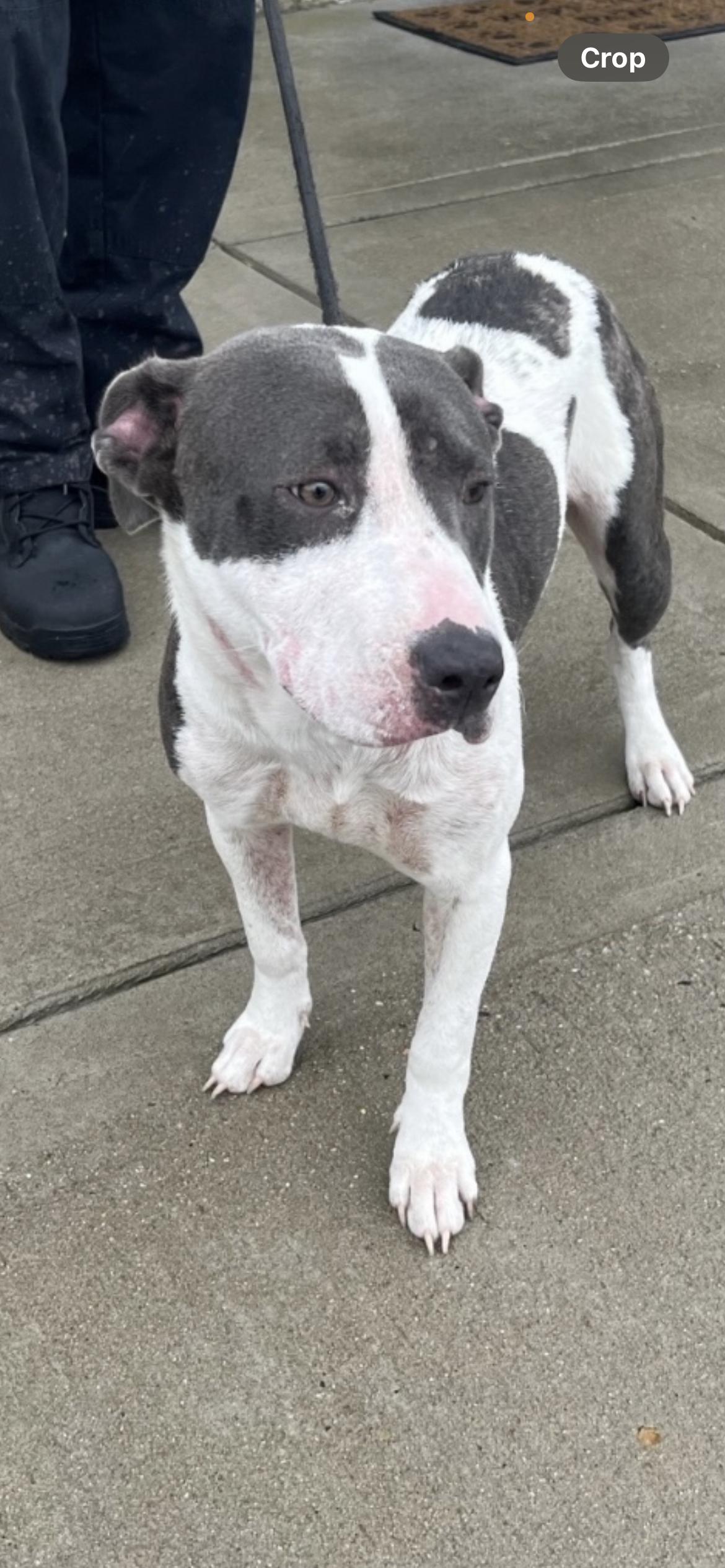 VIVA, a Adoptable mixed breed in Media, PA image 5/6