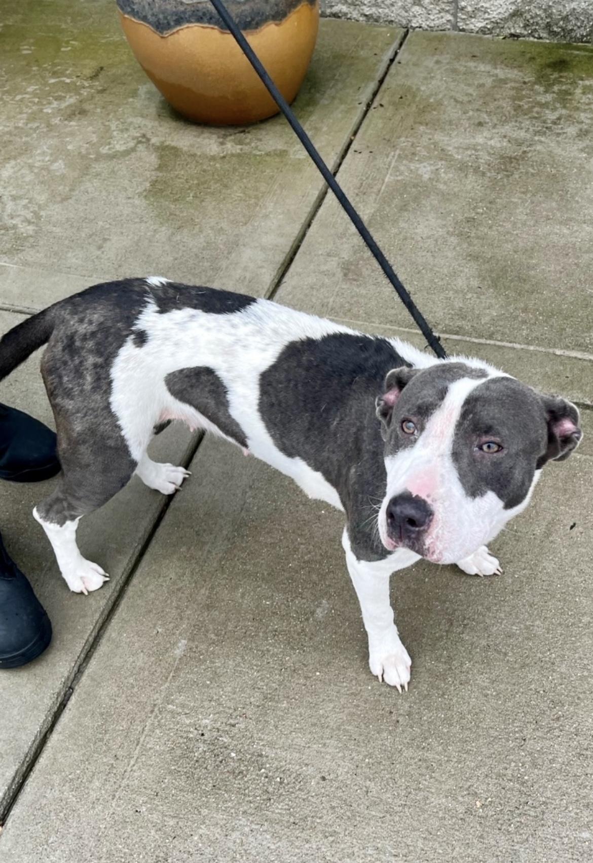 VIVA, a Adoptable mixed breed in Media, PA image 3/6