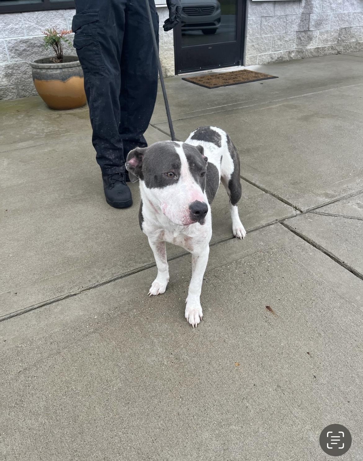 VIVA, a Adoptable mixed breed in Media, PA image 4/6