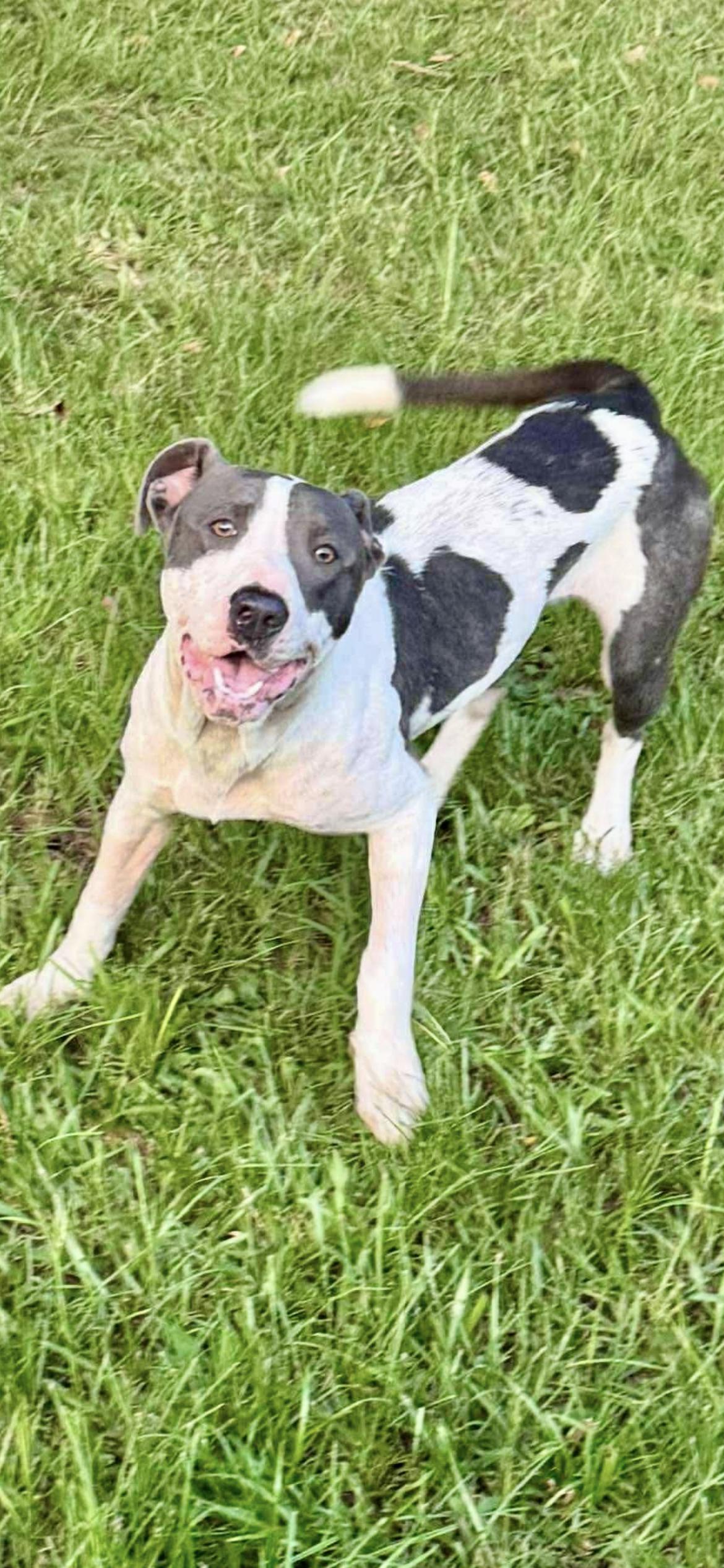 VIVA, a Adoptable mixed breed in Media, PA image 6/6