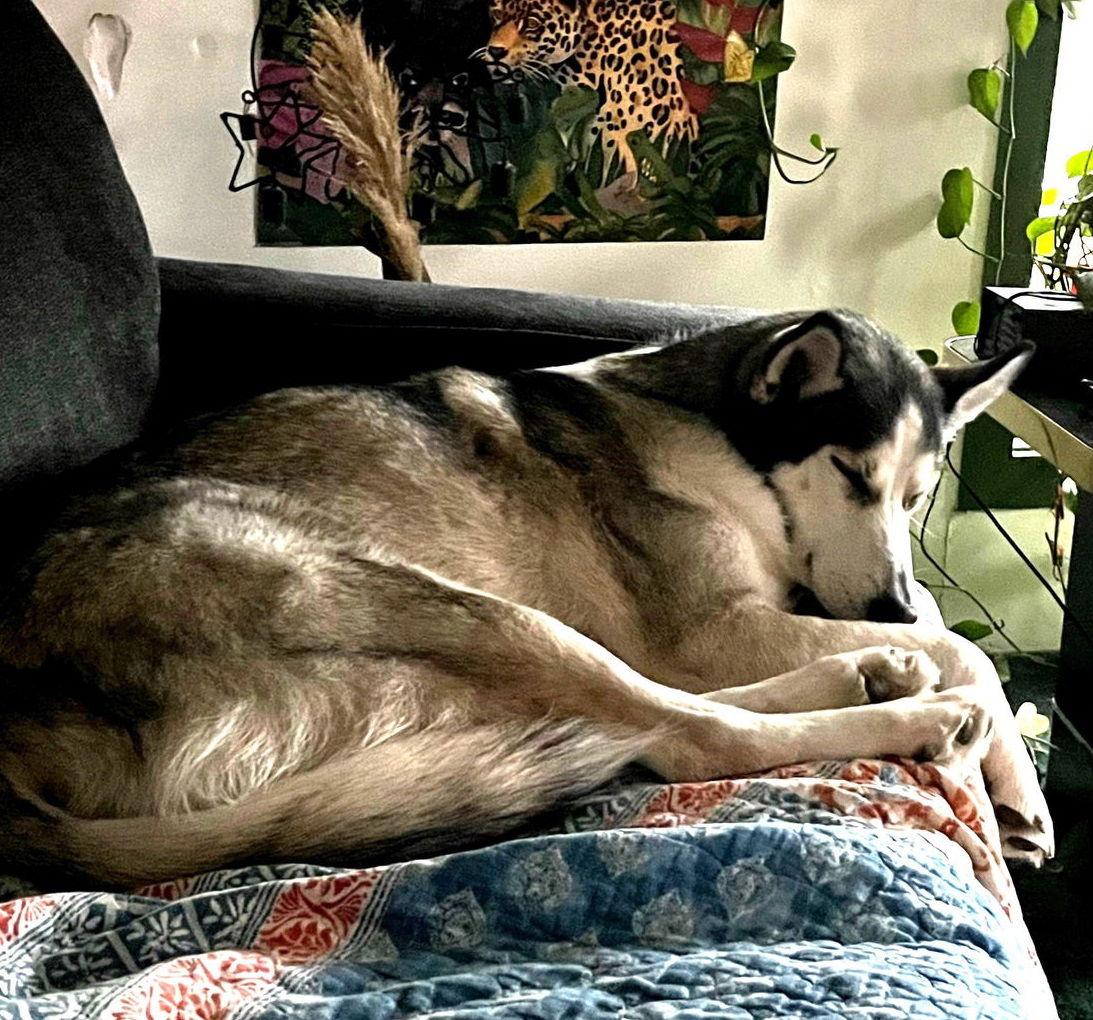 Enlarge Xena blue-eyed-beauty, a Adoptable Siberian Husky in Willington, CT image 3/3