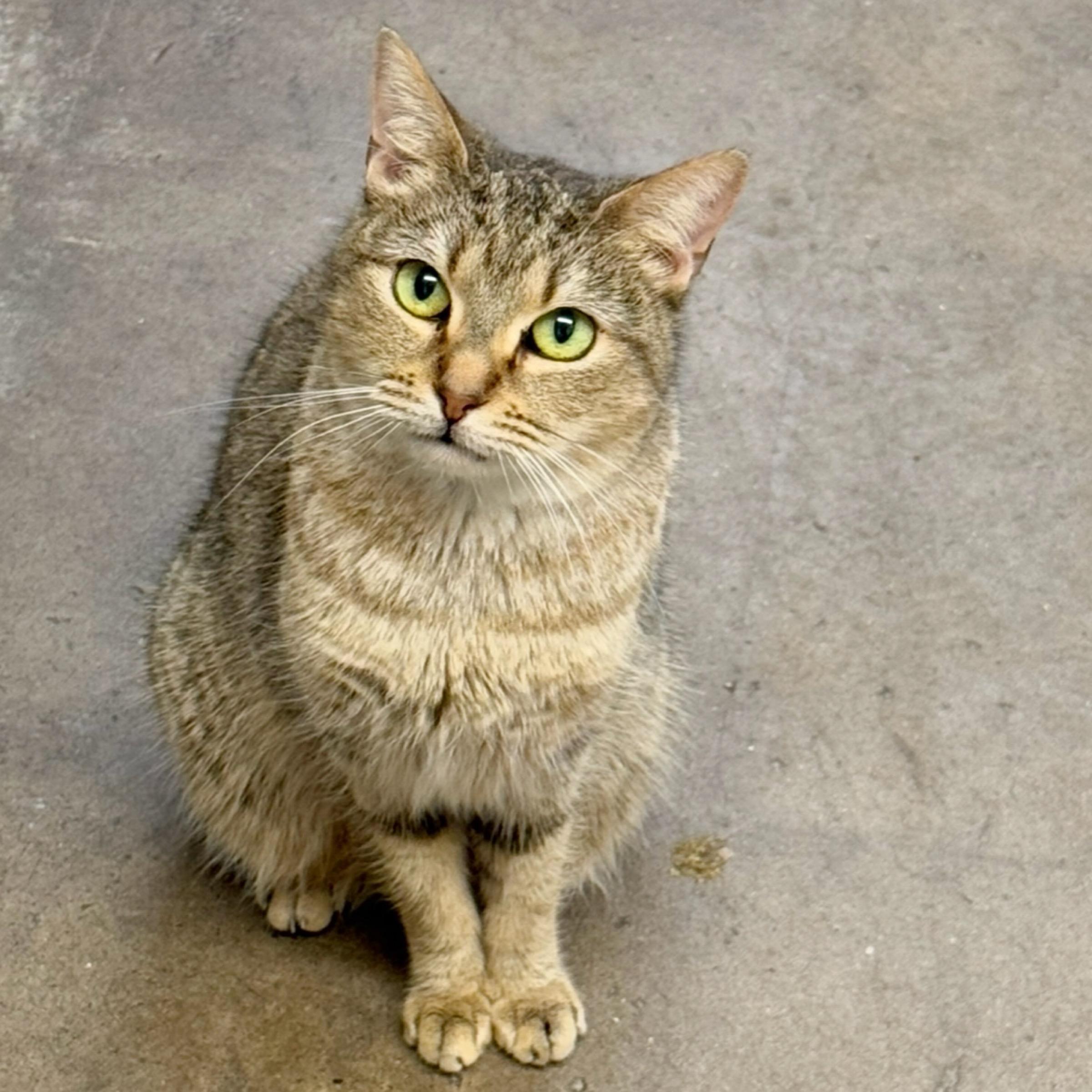 Dusty, Adoptable, Adult Female Abyssinian & Domestic Short Hair.